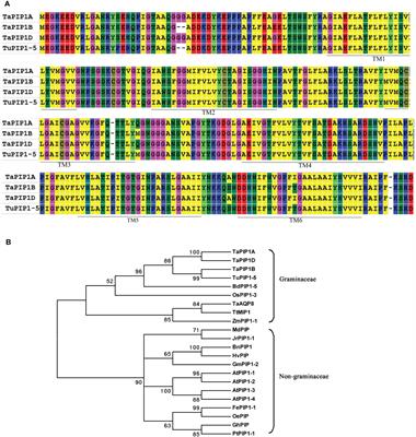 Overexpression of TaPIP1A enhances drought and salt stress tolerance in Arabidopsis: cross-species conservation and molecular dynamics